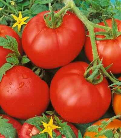 Tomato Main Backyard - PER POUND – Quintals